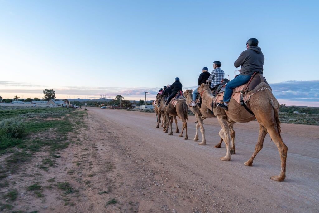 Silverton Outback Camels, Silverton
