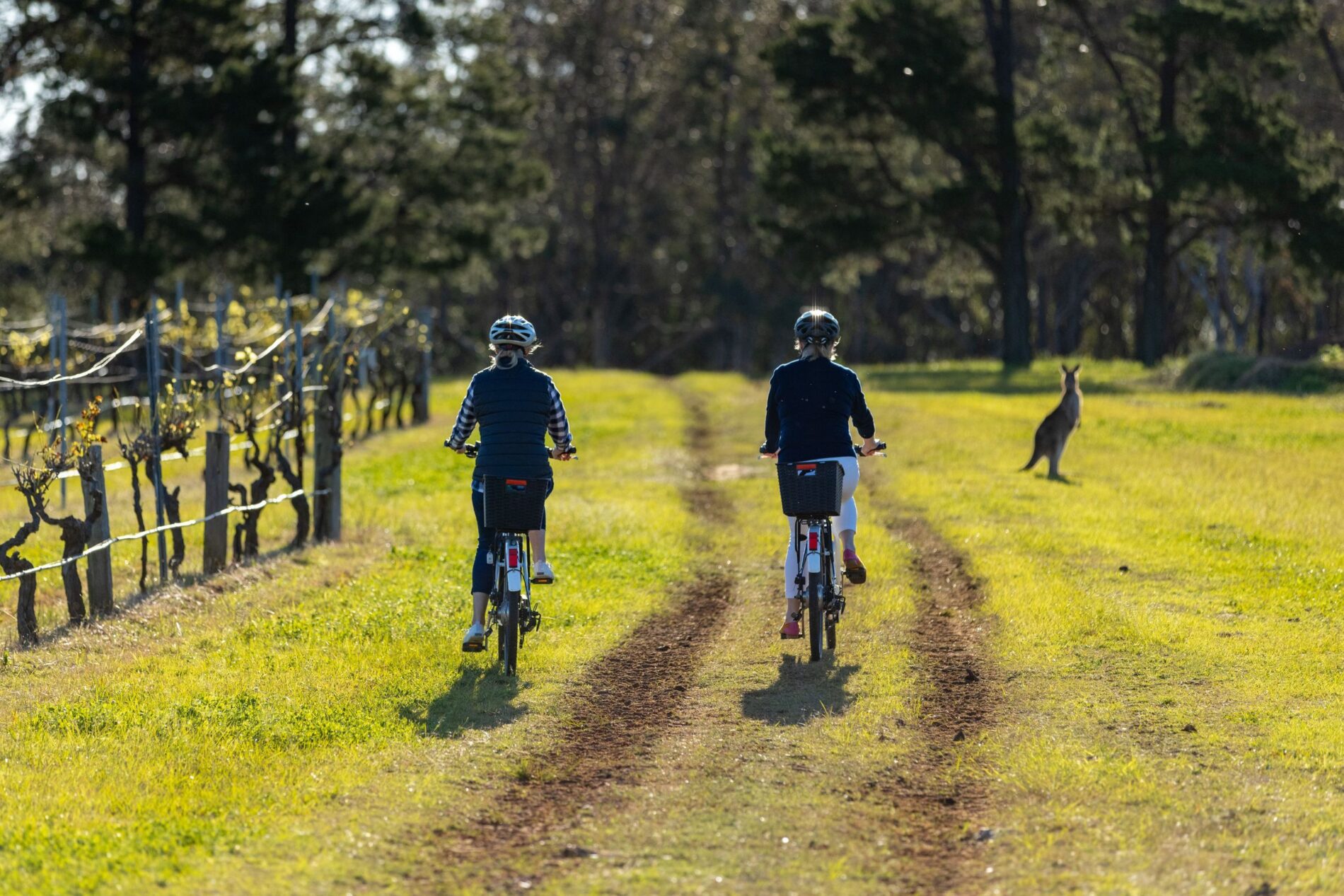 Grapemobile Bicycle Hire & Tours, Pokolbin