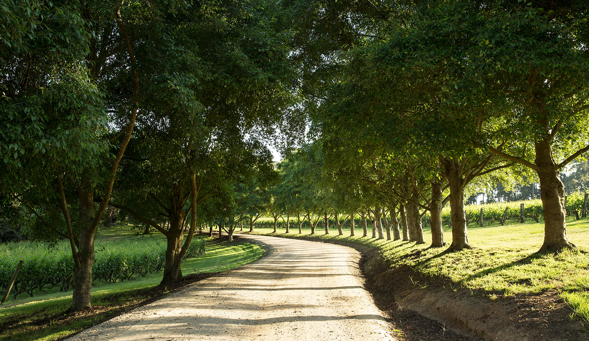 The Art of Slowing Down